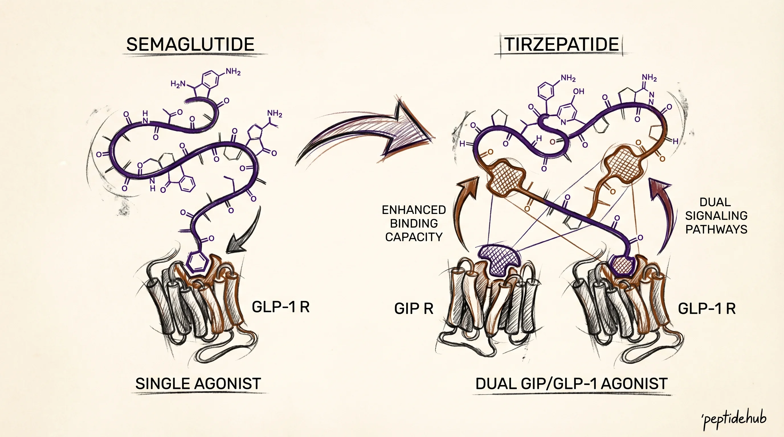 Header illustration for Semaglutide vs Tirzepatide: Research Comparison