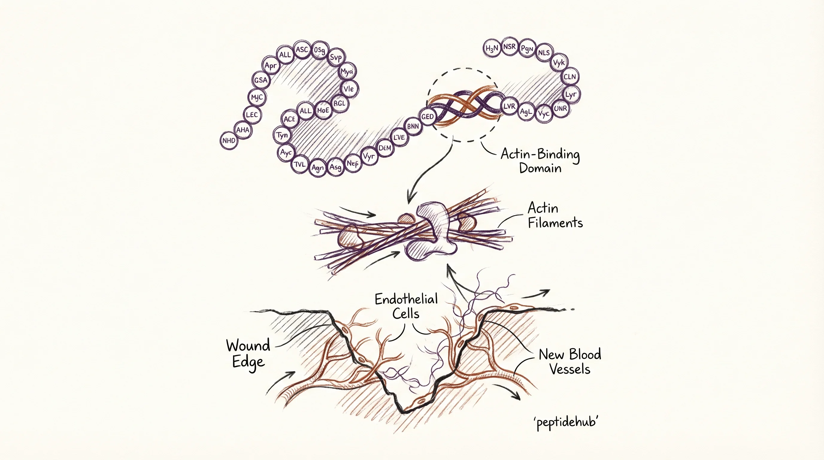 Header illustration for TB-500 Research Guide: Mechanism, Published Studies, and Lab Protocols
